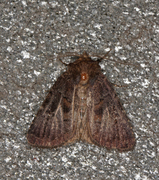 Skyggefly (Rusina ferruginea)