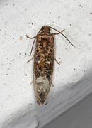 Marbled Orchard Tortrix (Hedya nubiferana)