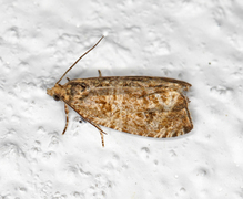 Thyme Marble (Celypha cespitana)