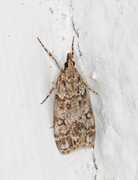 Skogmosemott (Eudonia lacustrata)