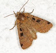 Triangelbakkefly (Xestia triangulum)