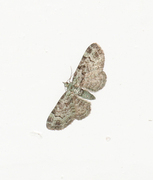 Green Pug (Pasiphila rectangulata)