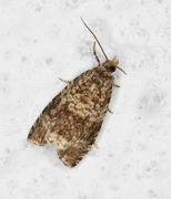 Olivenprydvikler (Celypha lacunana)