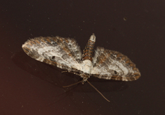 Burotdvergmåler (Eupithecia succenturiata)