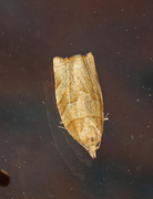 Lærbrun bladvikler (Pandemis cerasana)