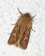 Antler Moth (Cerapteryx graminis)
