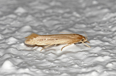 Bulrush Cosmet (Limnaecia phragmitella)