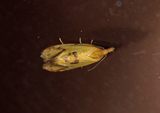 Vinkelpraktvikler (Agapeta hamana)