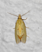 Vinkelpraktvikler (Agapeta hamana)