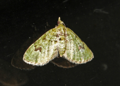 The V-Pug (Chloroclystis v-ata)