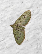 The V-Pug (Chloroclystis v-ata)