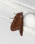 Bright-line Brown-eye (Lacanobia oleracea)