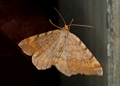 Tawny-barred Angle (Macaria liturata)