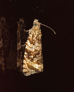 Common Marble (Celypha lacunana)
