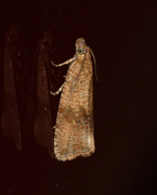 Barred Marble (Celypha striana)