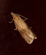 Barred Marble (Celypha striana)