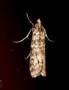 Grankonglesmalmott (Dioryctria abietella)