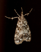 Little Grey (Eudonia lacustrata)
