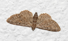 Augustdvergmåler (Eupithecia pusillata)