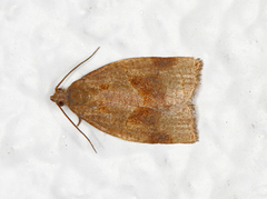 Rose Tortrix (Archips rosana)