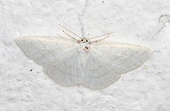 Common White Wave (Cabera pusaria)