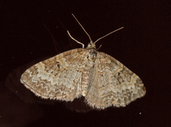 Small Seraphim (Pterapherapteryx sexalata)