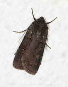 Garden Dart (Euxoa nigricans)