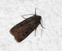 Garden Dart (Euxoa nigricans)