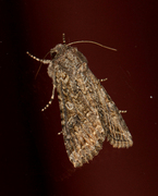 Kløverheifly (Anarta trifolii)