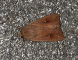 Teglrødt gressfly (Mythimna ferrago)