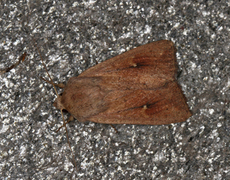 Teglrødt gressfly (Mythimna ferrago)