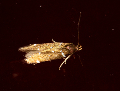 Argolamprotes micella