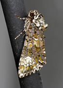 Askekveldfly (Craniophora ligustri)