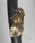 Askekveldfly (Craniophora ligustri)