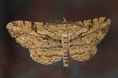 Willow Beauty (Peribatodes rhomboidaria)