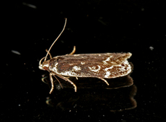 Anacampsis blattariella