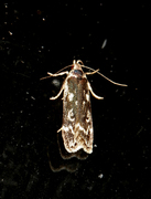 Anacampsis blattariella