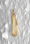 Blek nebbmott (Agriphila straminella)