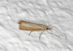Pearl Veneer (Agriphila straminella)
