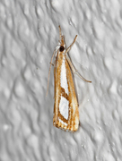 Treflekket nebbmott (Catoptria permutatella)