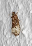 Marbled Orchard Tortrix (Hedya nubiferana)
