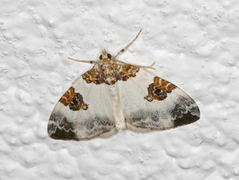 Blue-bordered Carpet (Plemyria rubiginata)