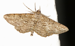 Mottled Beauty (Alcis repandata)