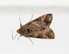 Gammafly (Autographa gamma)