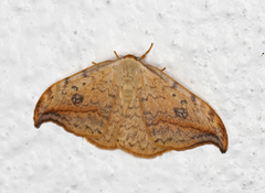 Pebble Hook-tip (Drepana falcataria)