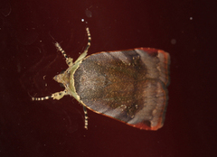 Lesser Broad-bordered Yellow (Noctua janthe)