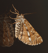 Bordered White (Bupalus piniaria)