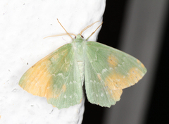 Large Emerald (Geometra papilionaria)