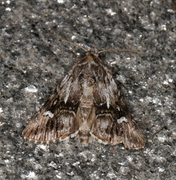 Torskemunnfly (Calophasia lunula)