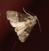 Minor Shoulder-knot (Brachylomia viminalis)
